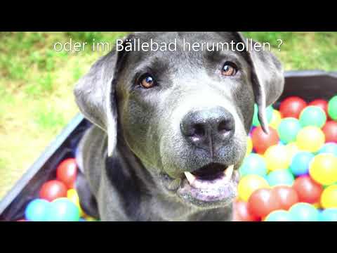 Crowdfunding Startnext Erlebnissstore für Hunde und Ihre Besitzer