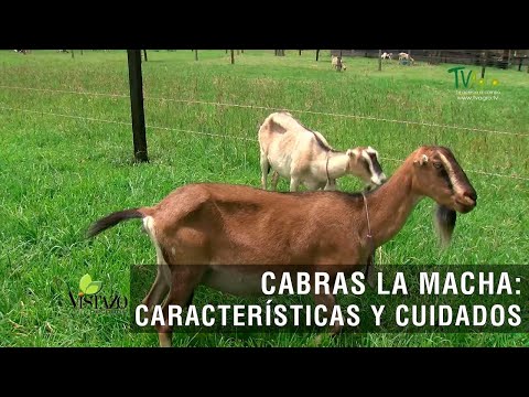 , title : 'Cabras la mancha: características y cuidados - TvAgro por Juan Gonzalo Angel Restrepo'