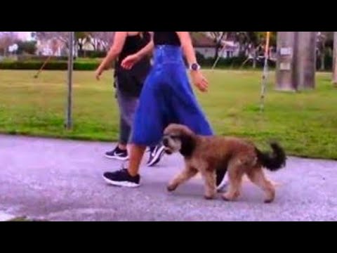 Heinz Dog training / Miami Dog Training video.
