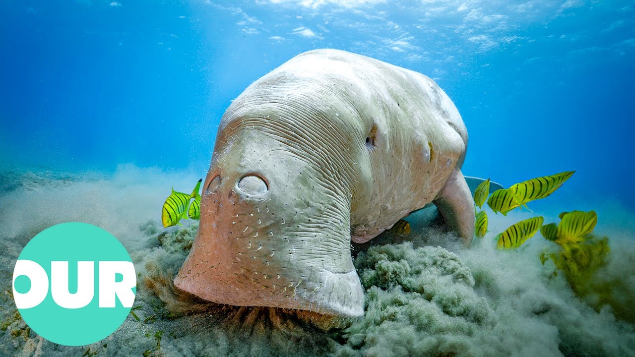 These Are The Weirdest But Cutest Animals Ever