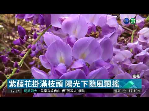 絕美紫藤花海 紫色浪漫落英紛飛