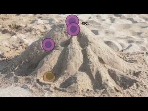 Cell Fate: Journeys to specialisation