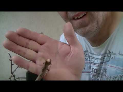 Tanukiexperiment ( 2022 - 44 )