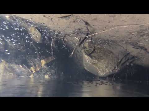 Los Mistoles Folklore Cordobés - Por esta Vida