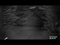 Fox Scream At Night