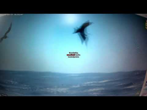 marocains vs poisson volant aucune différence .A regarder