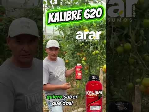 Engruese el Tomate con Potasio 620 Kalibre | Abrego Norte de Santander #agricultura