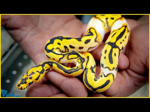 Craziest Paradox EVER?! — St. Louis NARBC 2021 | #Hetflix 129