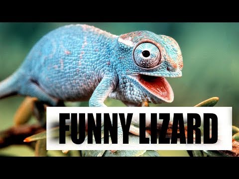 Vidéo amusante et mignonne sur les lézards et les reptiles 2018