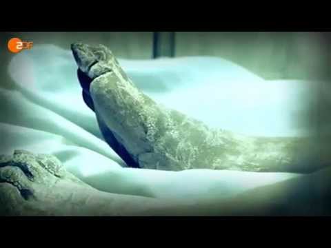 Grenzfälle der Wissenschaft - Gibt es Außerirdische?