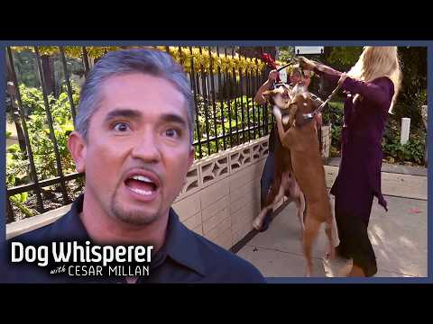 Neighborhood Rivalry Explodes Into Daily Dog Fights | Dog Whisperer With Cesar Millan