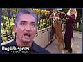 Neighborhood Rivalry Explodes Into Daily Dog Fights Dog Whisperer With Cesar Millan