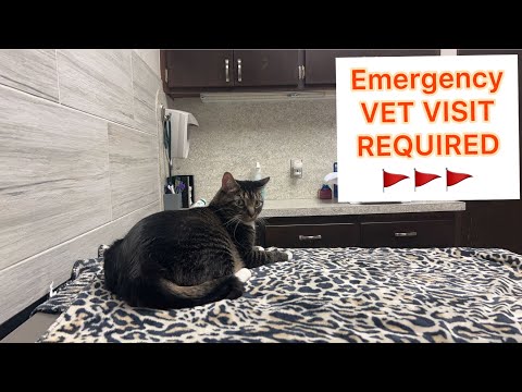 Top Signs your Cat is Sick | Emergency Vet Visit Explained