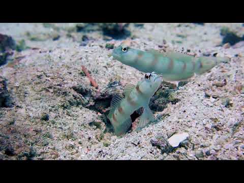Must-See In Koh Tao: The Incredible Yellow Watchman Goby & Pistol Shrimp | BlackTurtleDive.com