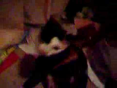 Introducing...my cat Coco Trixy Chanelle !