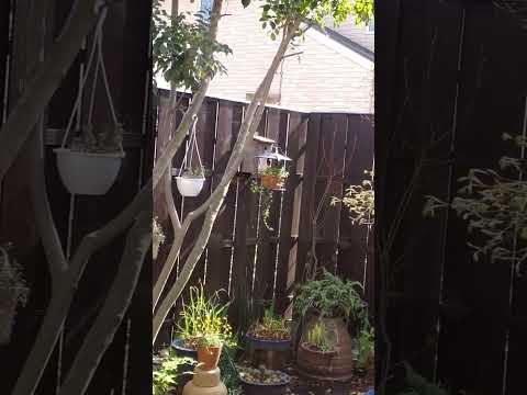 冬にシジュウカラはどこにいますか？渡り鳥なのでしょうか？  庭園