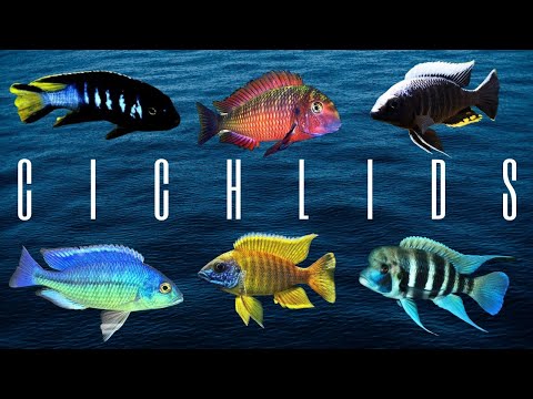 African Jewels - The Cichlids of Malawi, Tanganyika, and Victoria