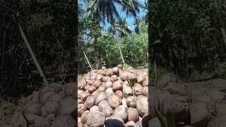 Download lagu petani kopra#kopra #kelapa #sulawesi mp3