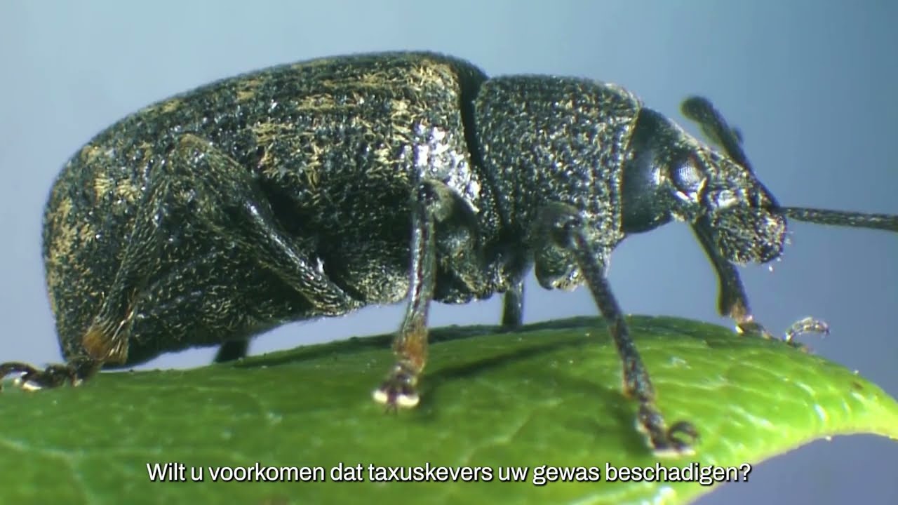 Video preview poster