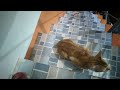 Hungry Cat Meows To Ask For Food Our Neighbor S Cat Meowing Loudly