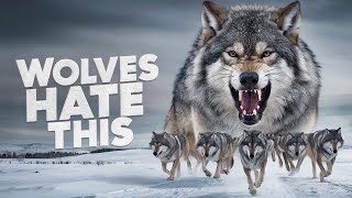 Dogs vs Wolves: Who's the Better Predator?