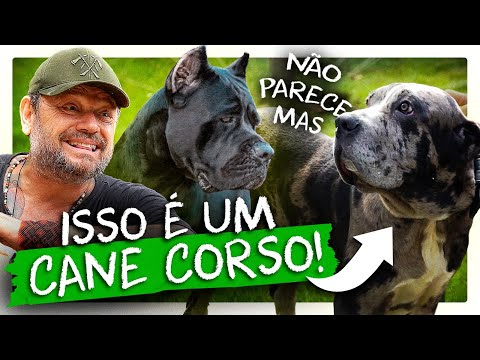 ESSE CARA CRIA CORES RARAS DE CANE CORSO! | RICHARD RASMUSSEN