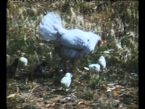 La cloca e les cotinons