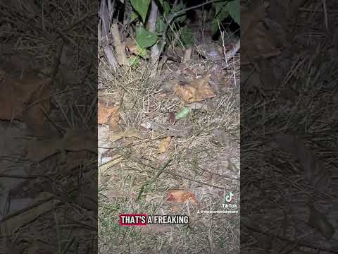 Play Video Youtube Video