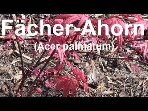 Japanese maple care watering location fertilizing pruning propagating overwintering Acer palmatum...