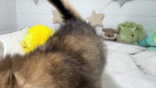 ソマリの動画01