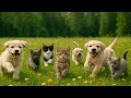 America S Funniest Home Videos Pet Spectacular 24 7