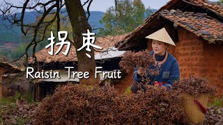 Download lagu Buah Raisin Tree — salah satu buah tertua di tanah Timur mp3