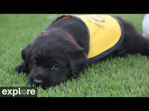Live webcam view of Cachorros Guía de Guide Dogs of America