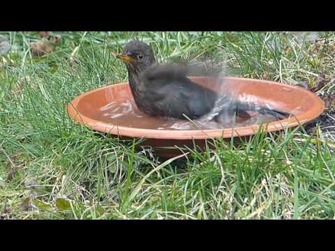 Amsel Nestbau+Eichhörnchen  2017 05 02