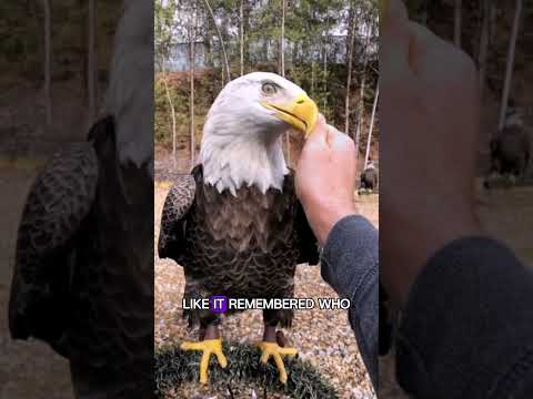WHY This Eagle Will Melt Your Heart