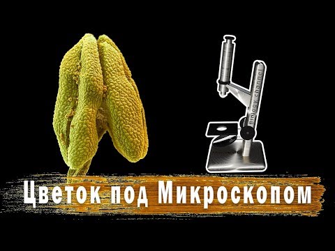 Цветок под Микроскопом. Flower under the microscope