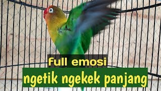 Download lagu Full emosi tinggi!!Lovebird ngetik ngekek memanggil lawan pancingan bikin lb cepat bunyi mp3 Download lagu Full emosi tinggi!!Lovebird ngetik ngekek memanggil lawan pancingan bikin lb cepat bunyi mp3