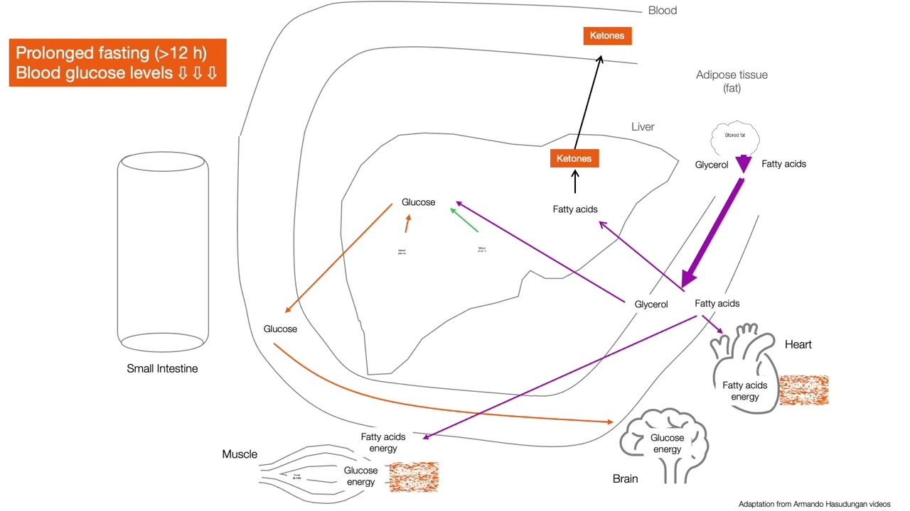 Nutrients beyond absorption - Metabolism of macronutrients