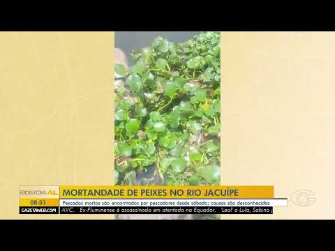 Mortandade de peixes volta a ser registrada no rio Jacuípe - 18/12/2025