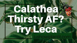 Leca and Calatheas- Will Leca Quench The Thirst of The Thirstiest Houseplant Ever!