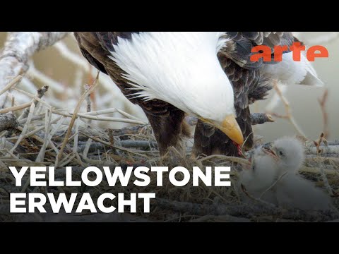 Yellowstone - Park der Extreme (2/2) | ARTE Fernweh