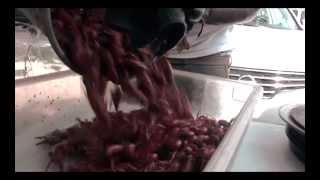 Chase N. Cashe - Forty Five Freestyle (music video) (official)