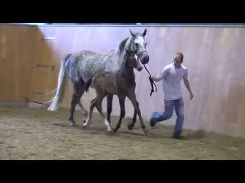 Carleyle-Diarado colt * 2016