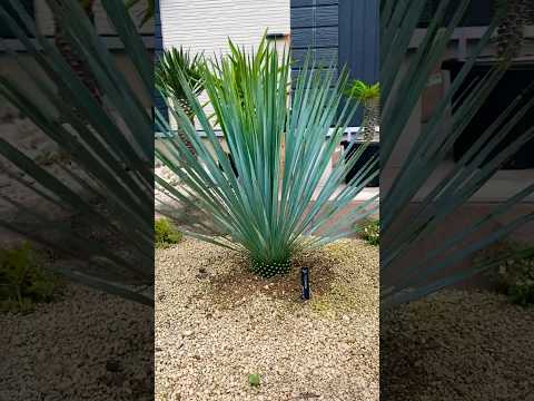 jardin-sec-plantes-graminées-ornement-herbes-gazon