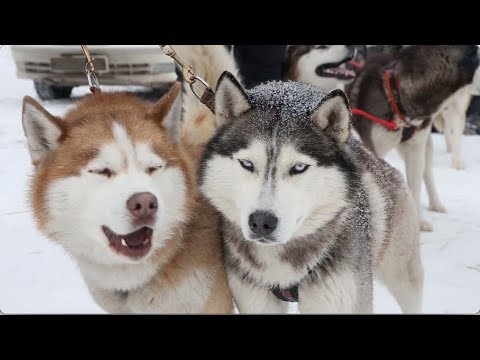 "Husky-Fest" Dog Sled Race Held in Russia