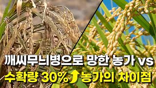 전국 초토화시킨 깨씨무늬병, 이 농가만 피해 없는 이유