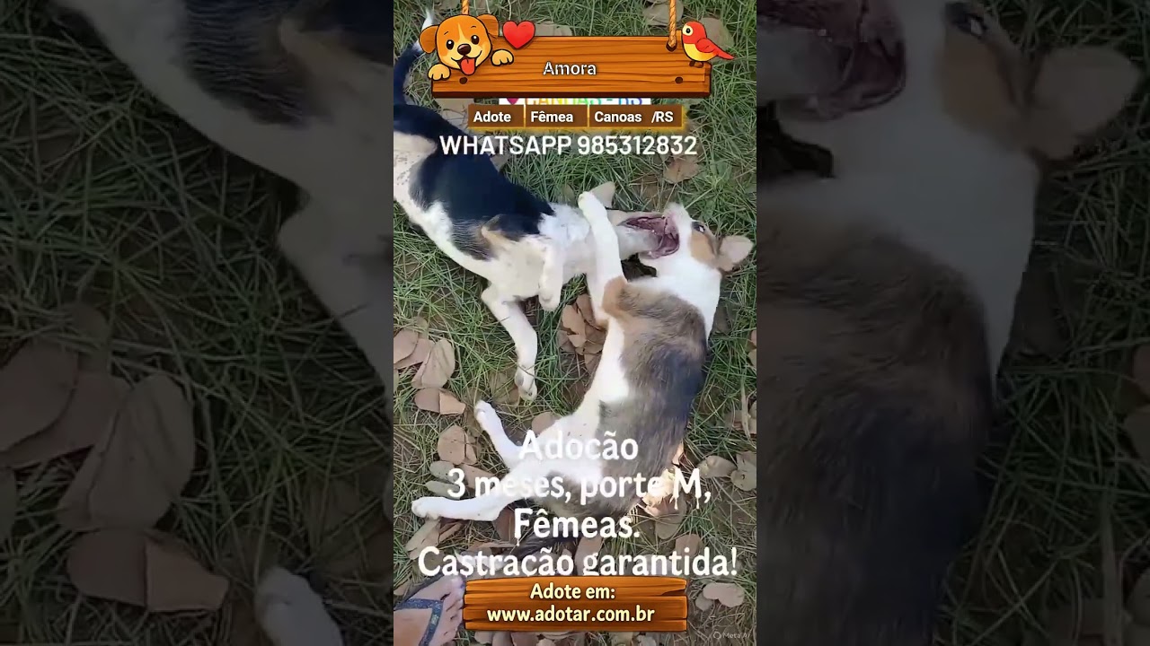 Cachorro raça SRD-ViraLata idade 2 a 6 meses nome Amora