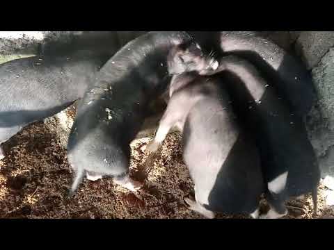 NATIVE PIG FARMING (Odorless)  - Diaropa  Farm