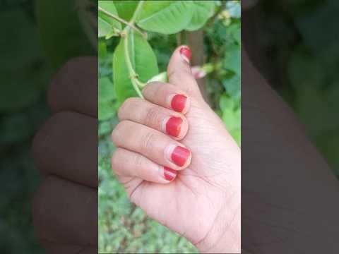 আল্লামান্ডা ফুল | ফুলের সৌন্দর্যের এক অপূর্ব ঝলক Allamanda Flower | A Burst of Floral Beauty #viral