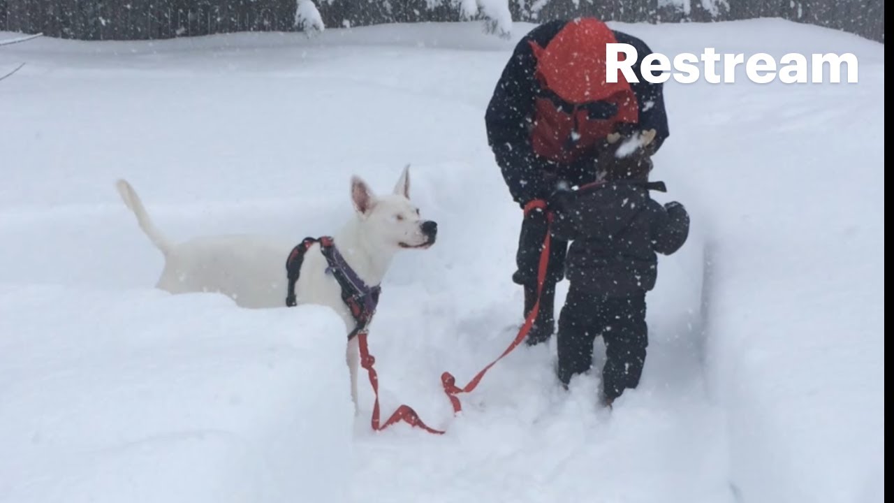 Snowy Day